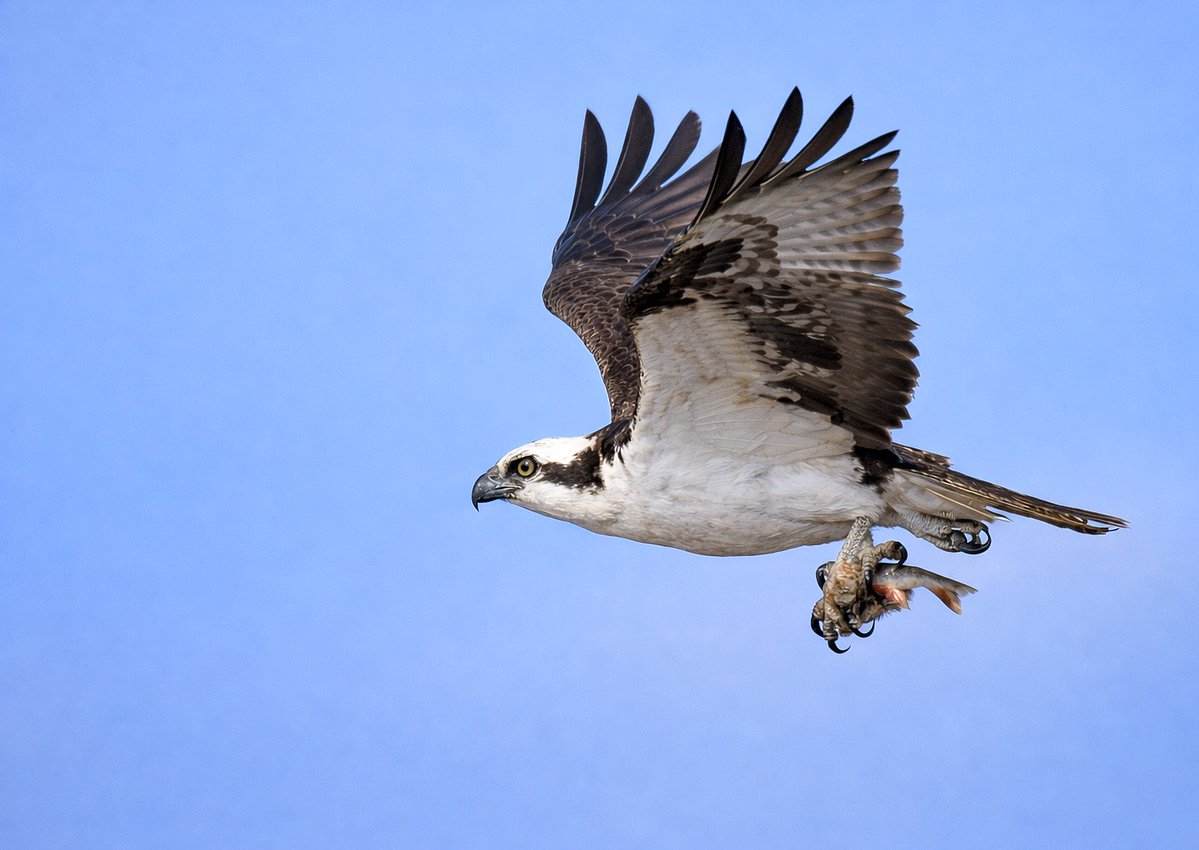 Henry Hintermeister tweet media