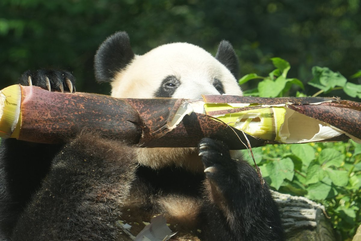 シャン日記 tweet media