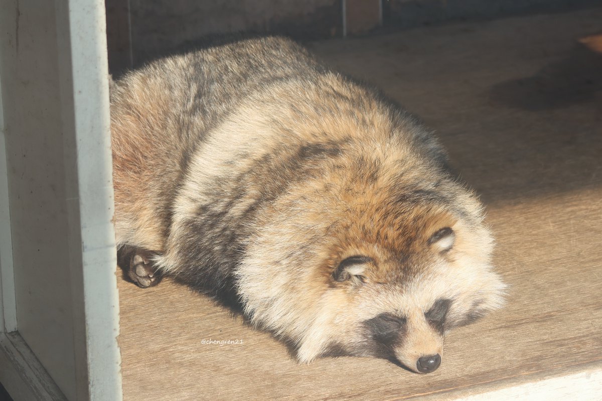 Cheng-Ren🦊🐺 tweet media