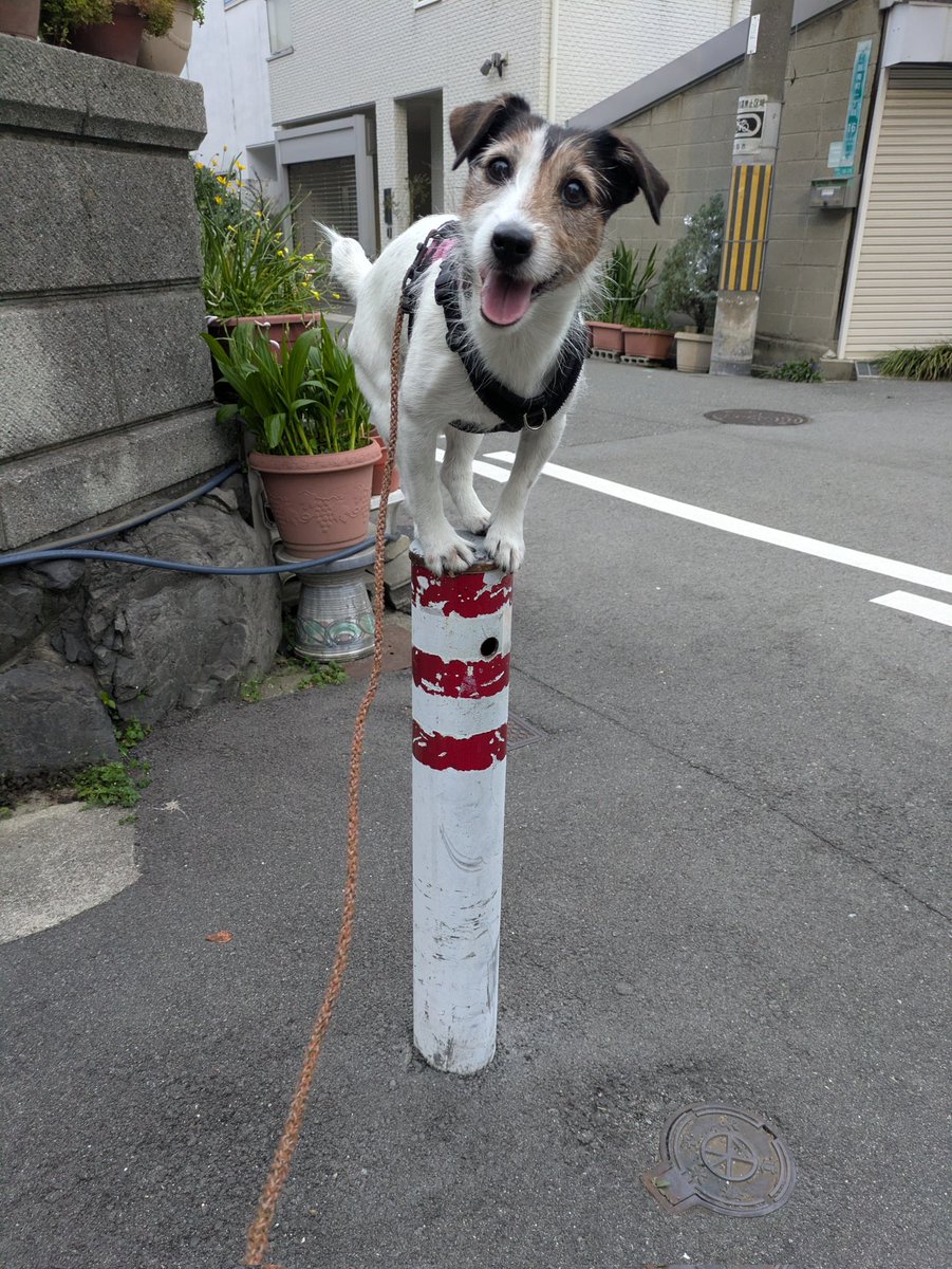 複雑奇怪な浪速っ子 tweet media
