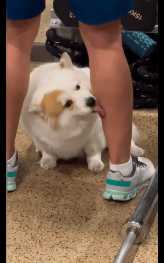 きばらがめ tweet media