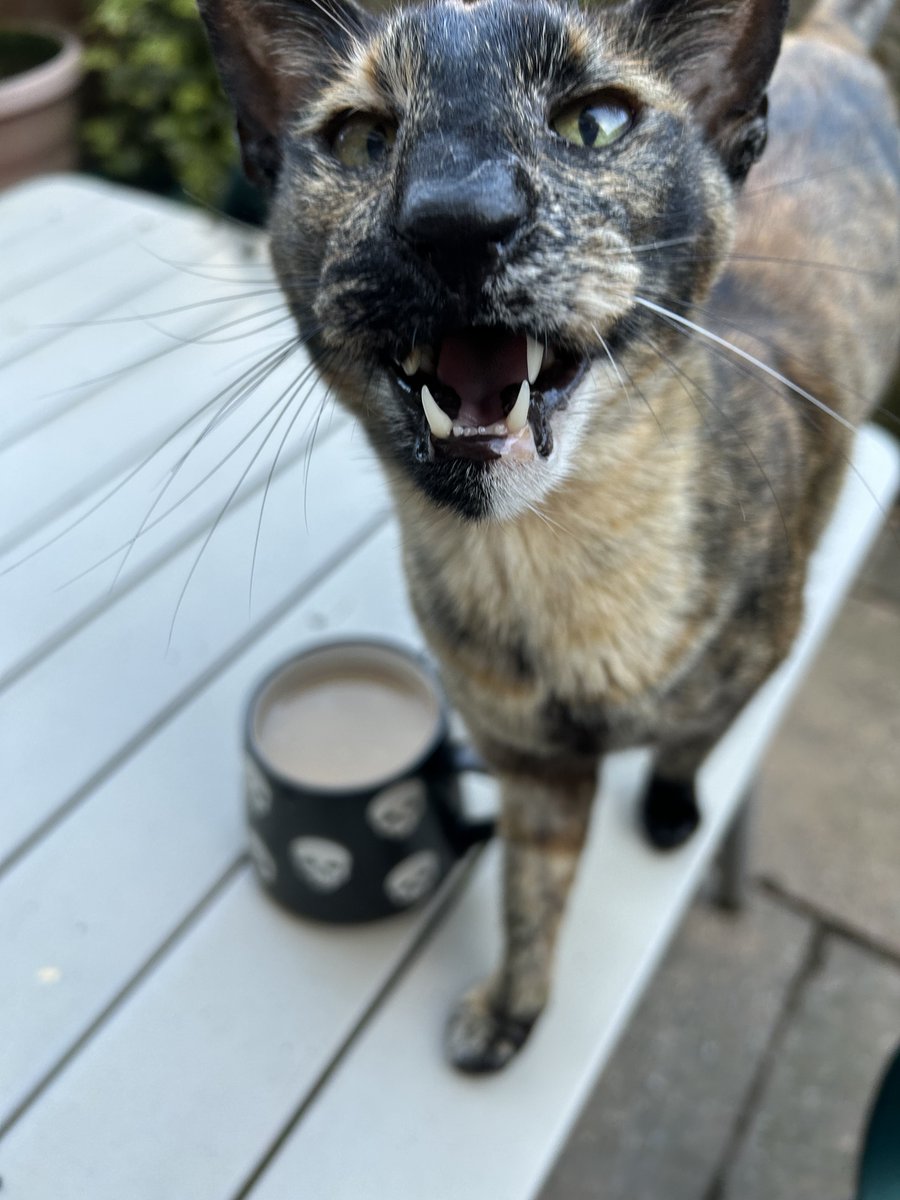 D.V. Catt tweet media