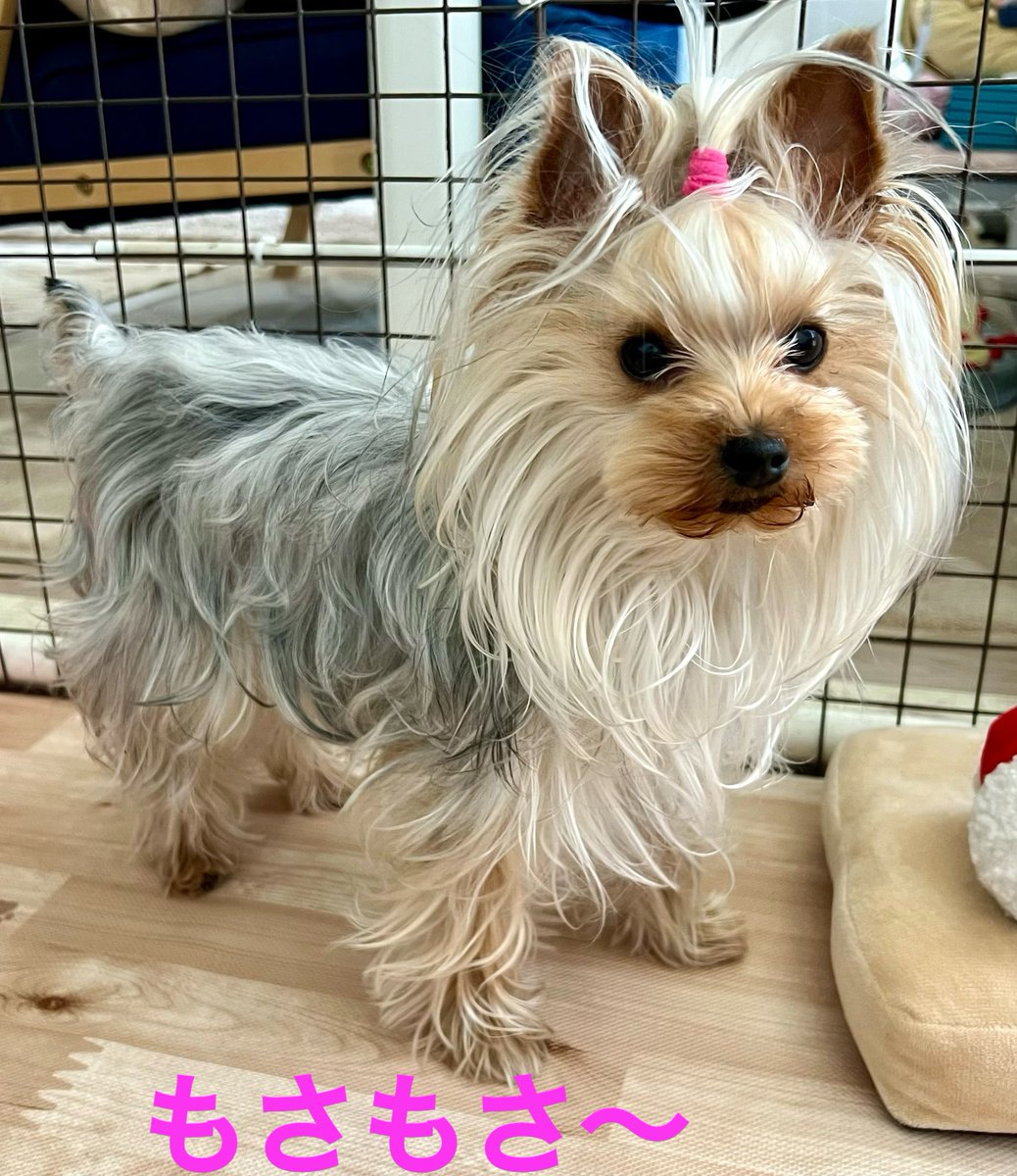 malpoo0926's tweet photo. もも花🍑ブラッシングしてももさもさ〜になってきたのでトリミング✂️行ってきました。可愛い🎀付けてもらいました❤️ https://t.co/jYewtBjDY6