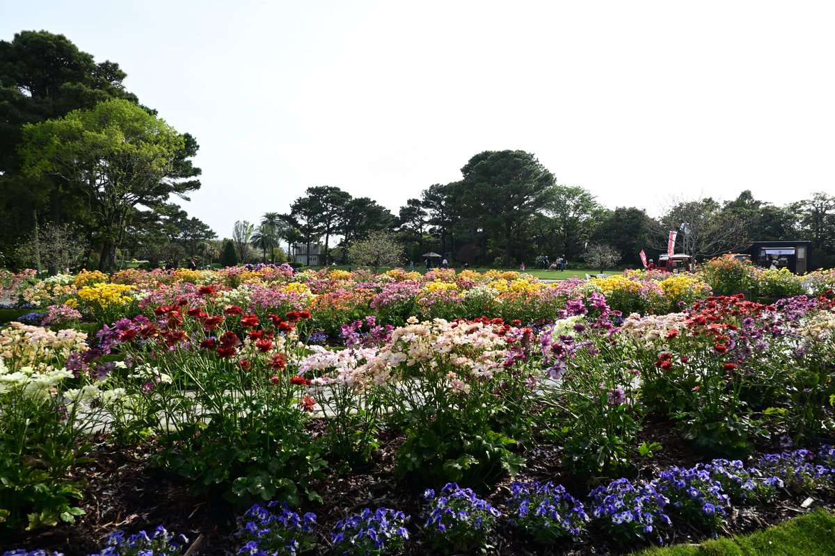 WhaleYoshi's tweet photo. 施設入り口付近も花いっぱい！！
4月にフローランテ宮崎で撮った写真達は一旦ここまで📷

また撮影しにどこか行ったら写真投稿していきます📸

#フローランテ宮崎 #nikonphotography https://t.co/ztpGSTqaoo