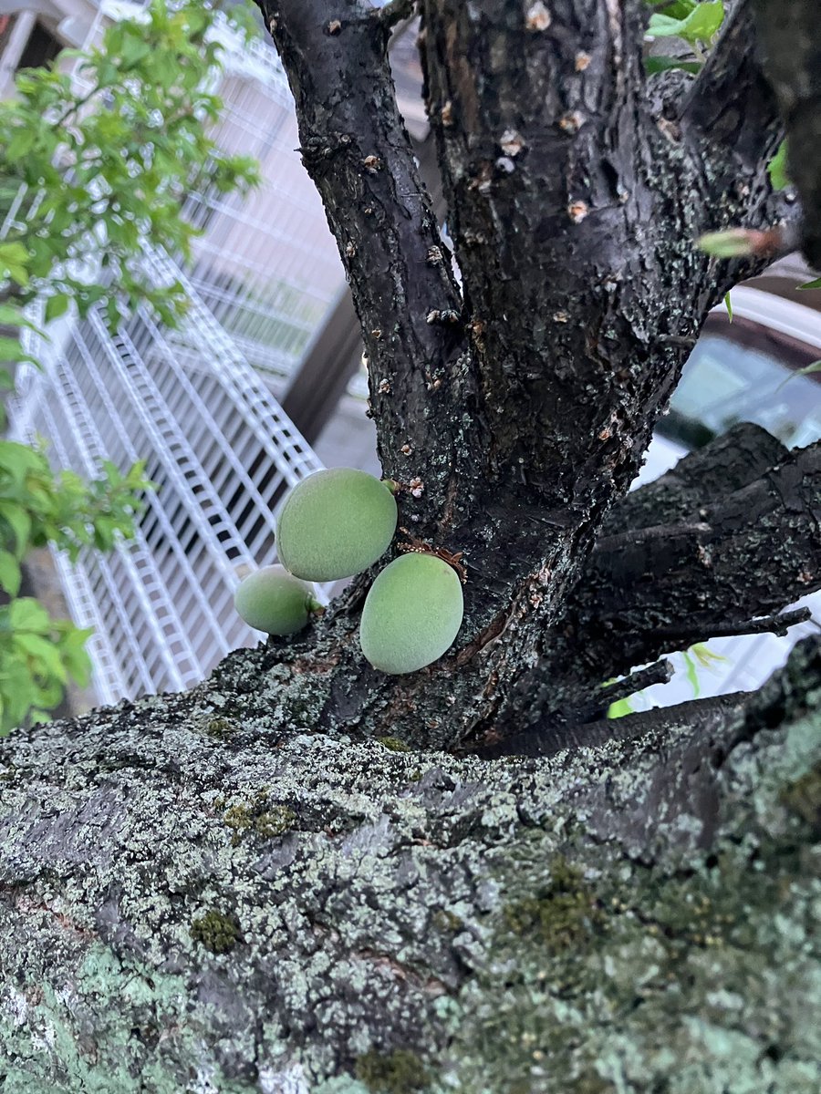 桜乃花吹雪 tweet media