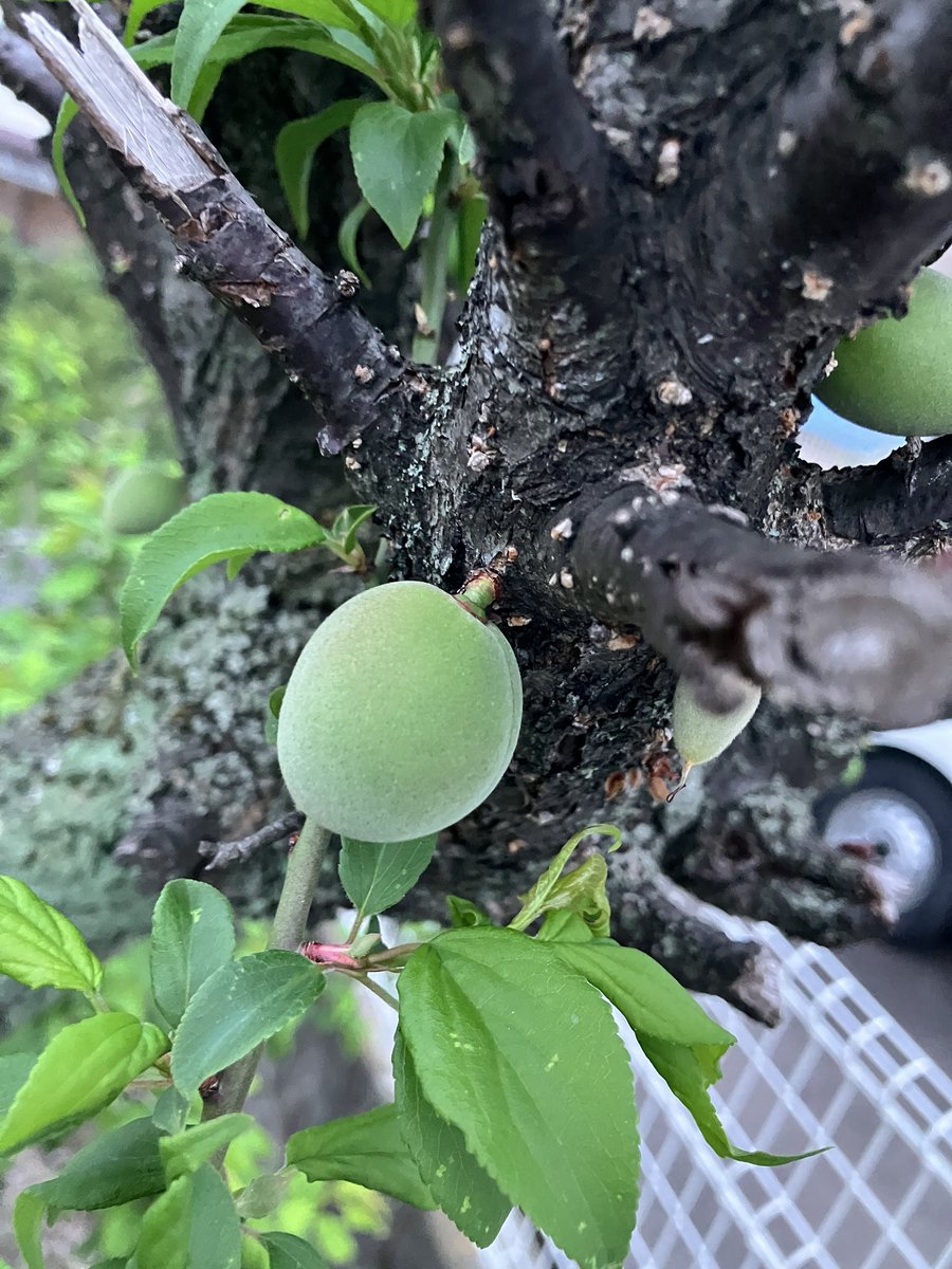 桜乃花吹雪 tweet media