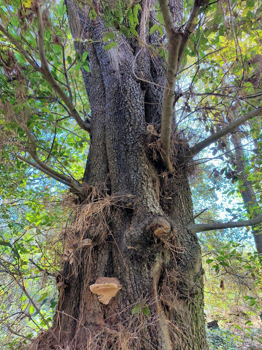 LadyGrace27's tweet image. Not just living… but holding life for everything around it...🌿

#thicktrunktuesday #tree #trees