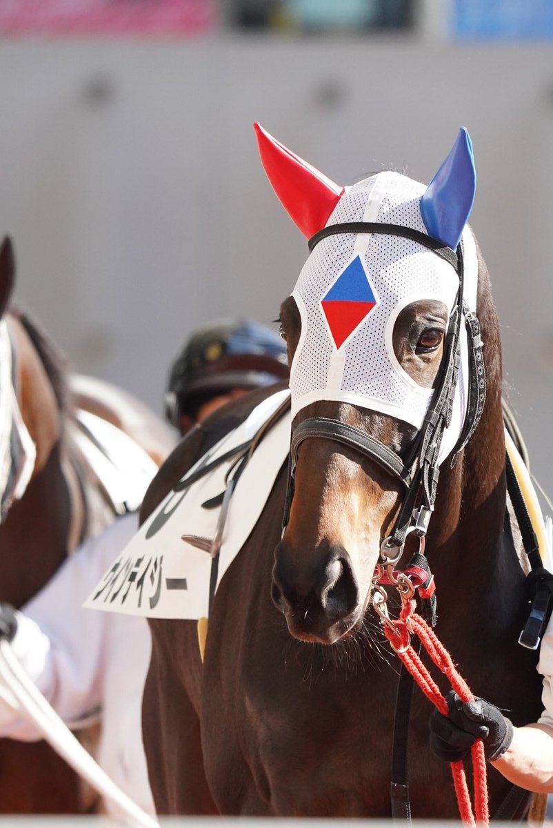 はな🐱ぴょん🐴 tweet media