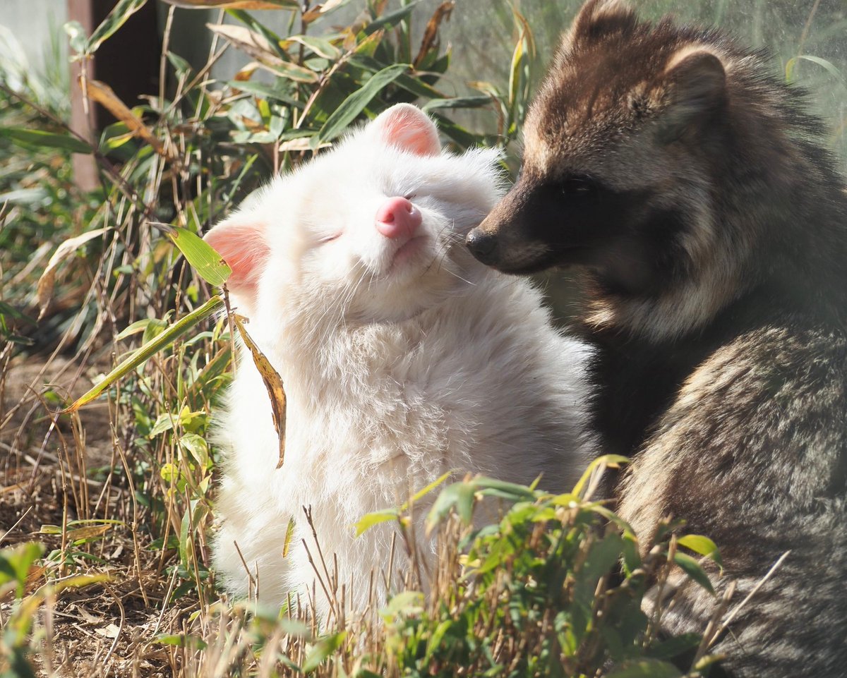 やまこじ tweet media