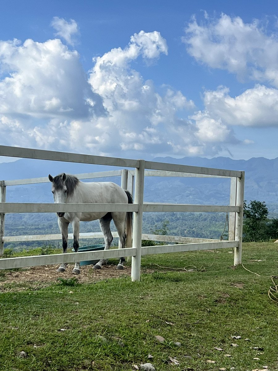 JD_Unreal's tweet image. Life is better with a little bit of nature. 💚

#NatureEscape #view #recharge