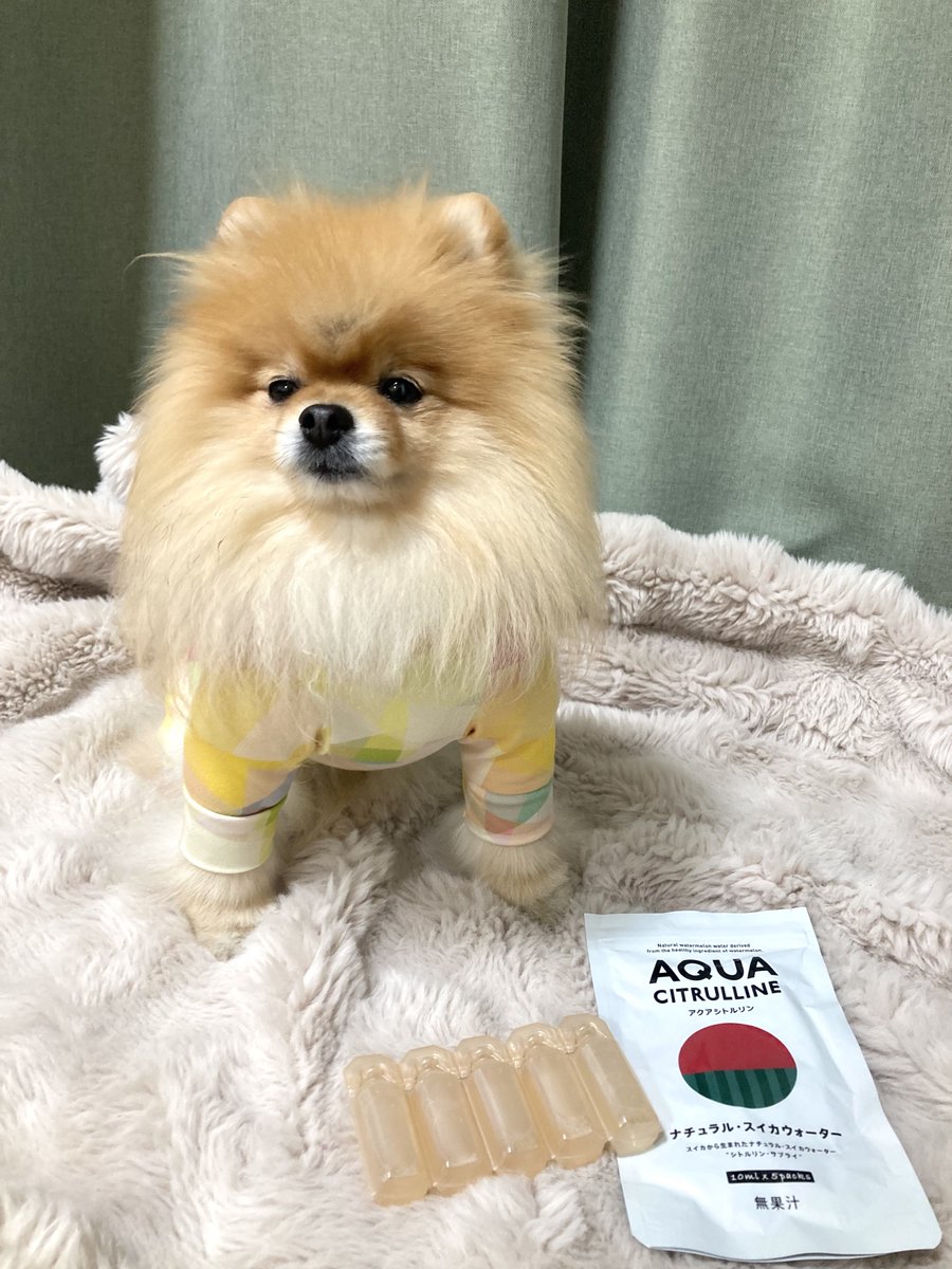 tanunpo's tweet image. SNSでみんなとっても素敵な写真を
撮られて投稿されるのに
どうしてもそんな感じに撮れない
我が家です。
#ポメラニアン #pomeranian
#例のカーテンと言われそうなレベル