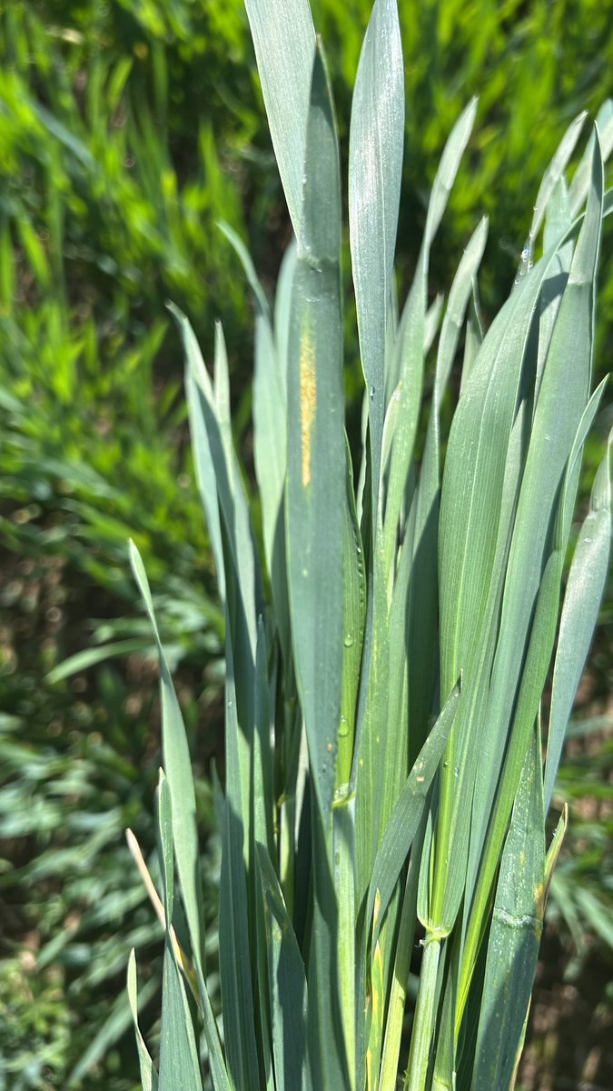 OlivierCOSTE2's tweet image. Je t’ai trouvé ce matin @BONNIN1402,de la
#RouilleJaune D.F.P sur du #Chevignon .
Connais-tu la proportion ou le pourcentage encore,pour cette variété de #blé chez les #Agricultures ?
#VisMaVieDeArc #AgriculturePartage 
@Arvalisofficiel 
@intercereales 
@anmfmeunerie 
@Phyteis