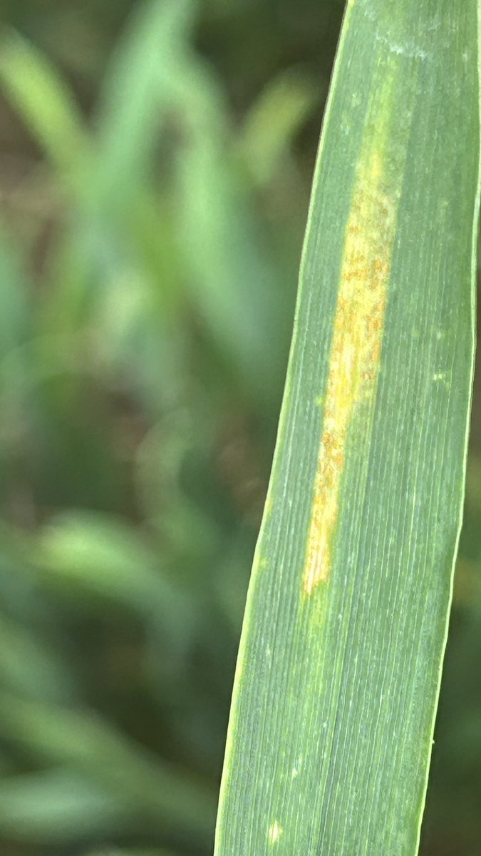 OlivierCOSTE2's tweet image. Je t’ai trouvé ce matin @BONNIN1402,de la
#RouilleJaune D.F.P sur du #Chevignon .
Connais-tu la proportion ou le pourcentage encore,pour cette variété de #blé chez les #Agricultures ?
#VisMaVieDeArc #AgriculturePartage 
@Arvalisofficiel 
@intercereales 
@anmfmeunerie 
@Phyteis