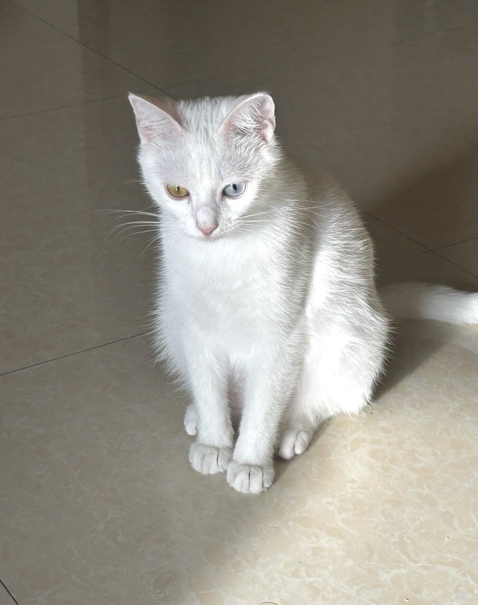 sasha shilina tweet media