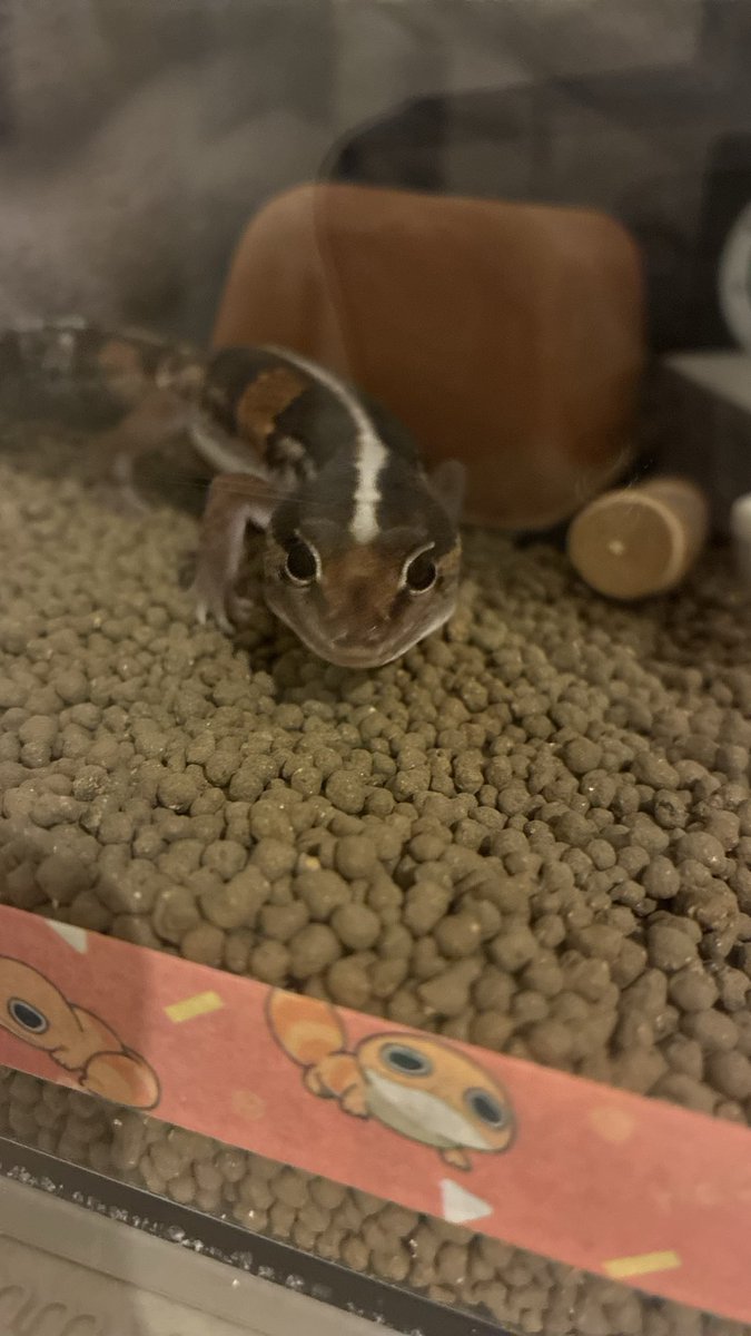 ろいろは今日も元気です tweet media