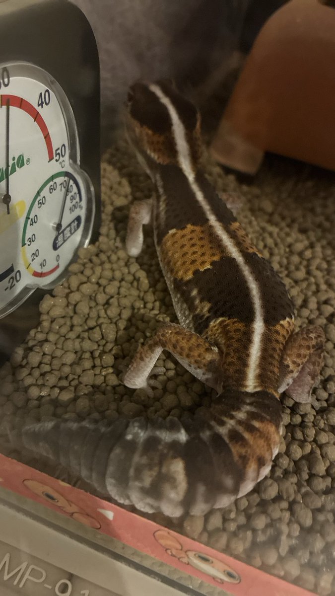 ろいろは今日も元気です tweet media