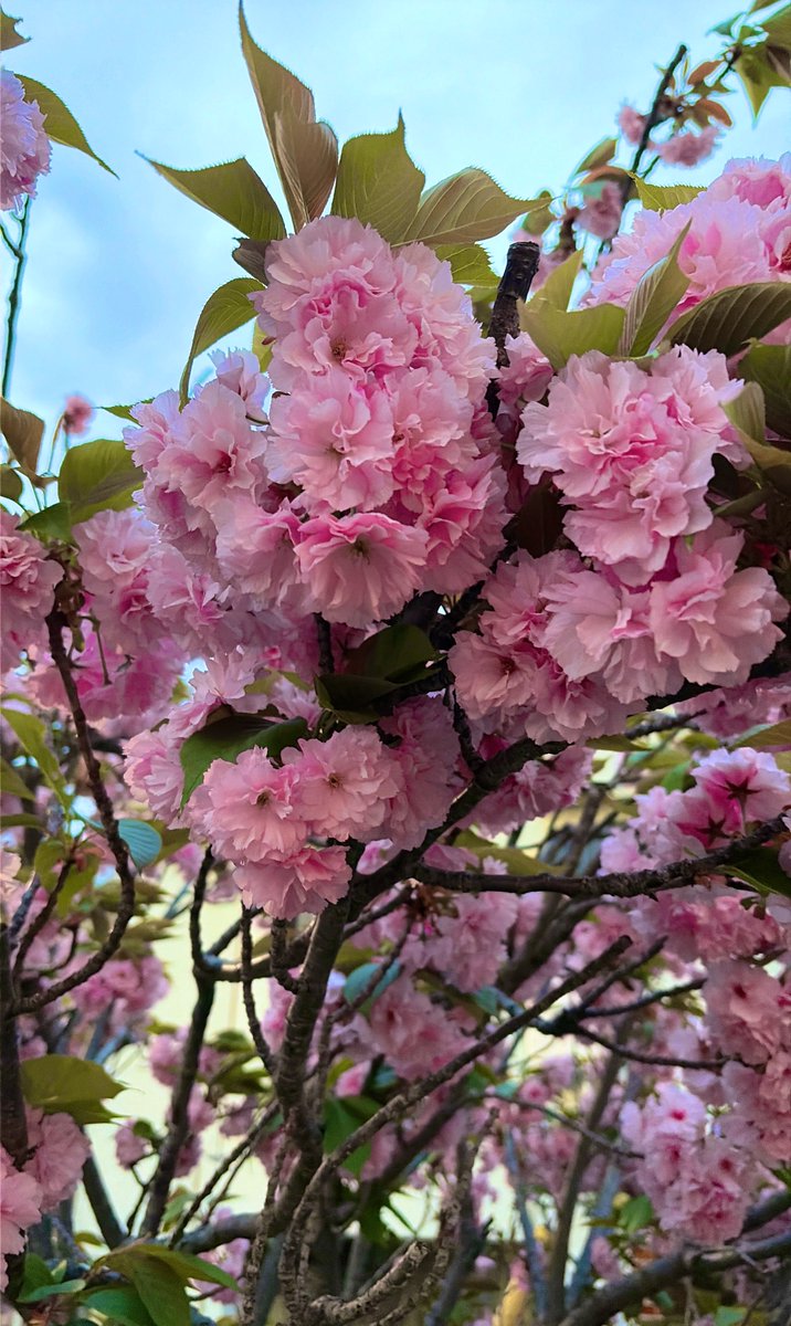 🧸ིྀみきゃ@Uber大阪 tweet media