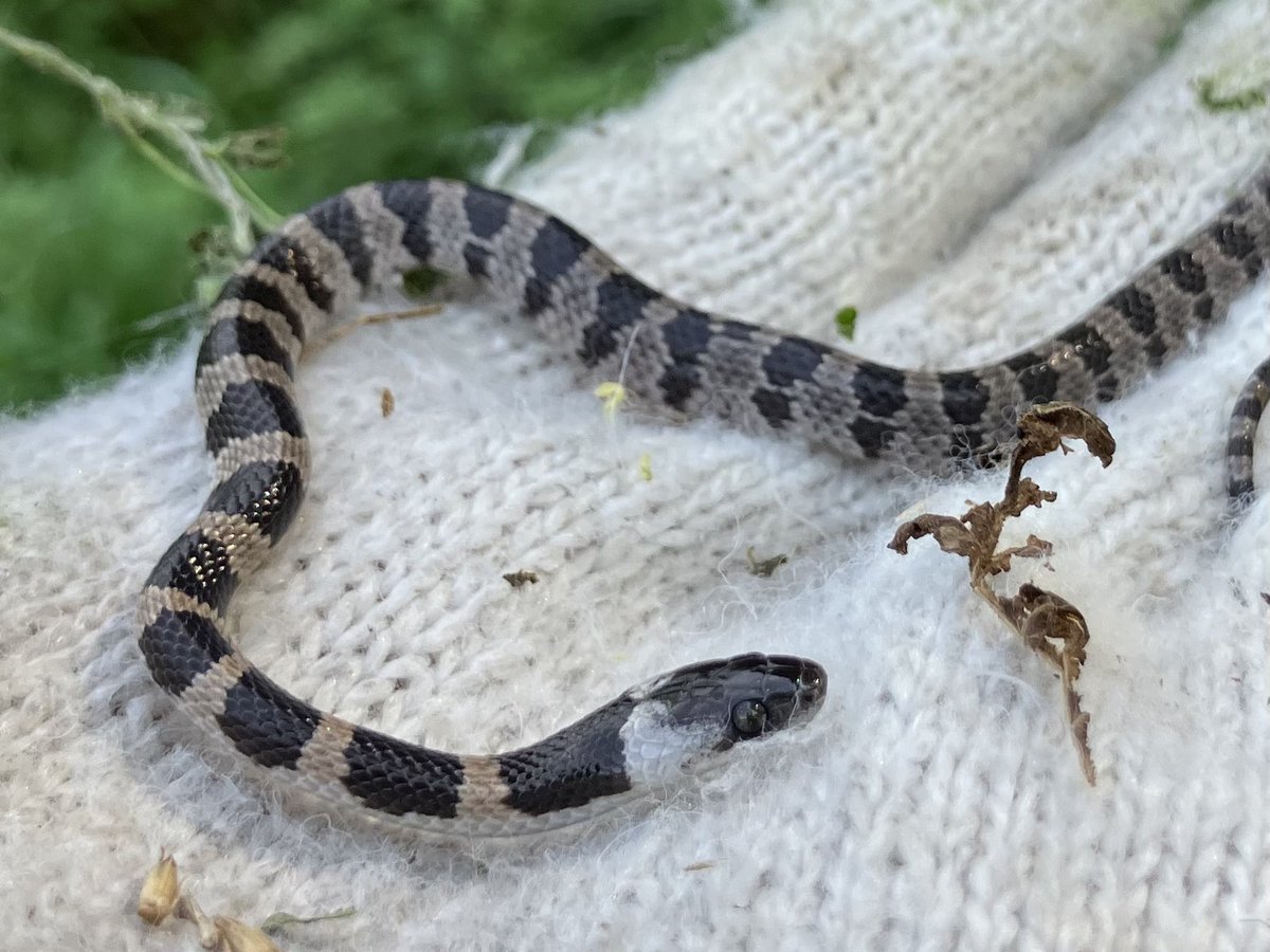 snakeecology's tweet photo. シマヘビ
ヤマカガシ
シロマダラ
春！！！ https://t.co/IM2lgDF9l5