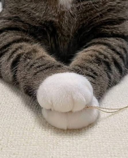 Daily Cat Posts tweet media