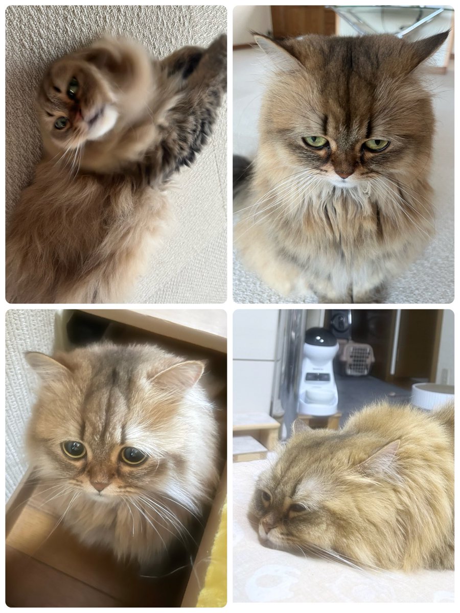 茶々ママ (@chachamama0515) / Posts / X
