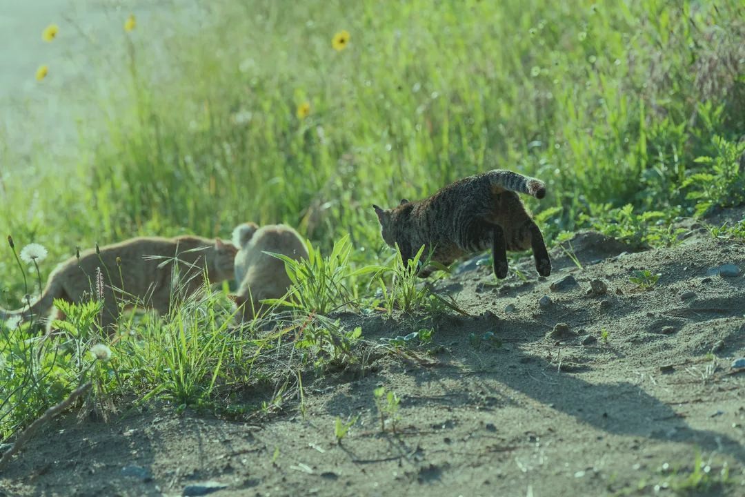 Tomato pasta Red sauce