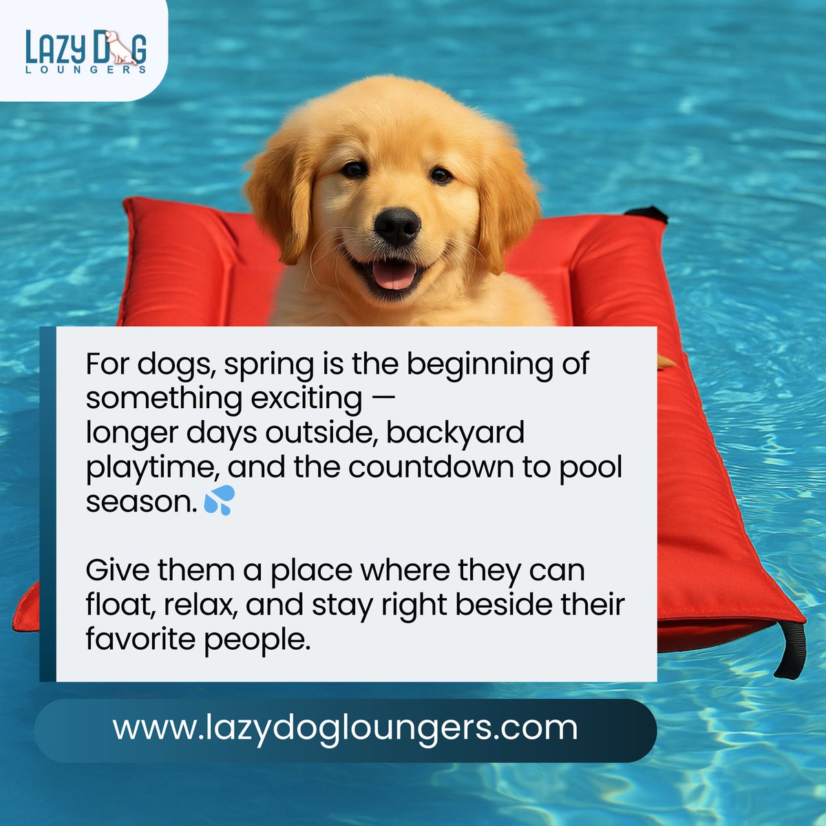 lazydogloungers's tweet photo. Give them a place where they can float, relax, and stay right beside their favorite people. Make every sunny day more comfortable with Lazy Dog Loungers®.

Shop now: https://t.co/86osFze9Bw

#LazyDogLoungers #SpringWithDogs #DogSummerPrep #DogPoolDay #HappyPup #DogLifestyle https://t.co/NKgVkKqUJm