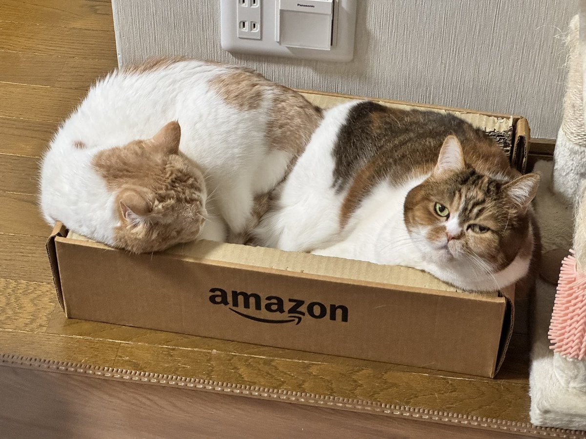 ＪＺ５ tweet media