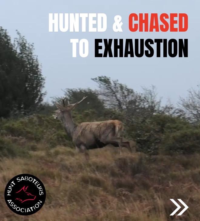 Hunt Saboteurs Association tweet media