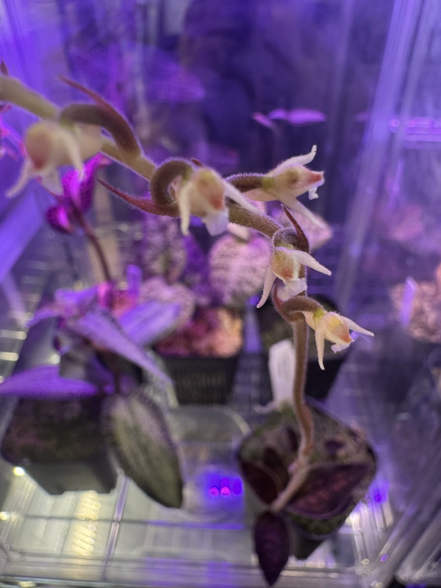 はとむねアクア tweet media