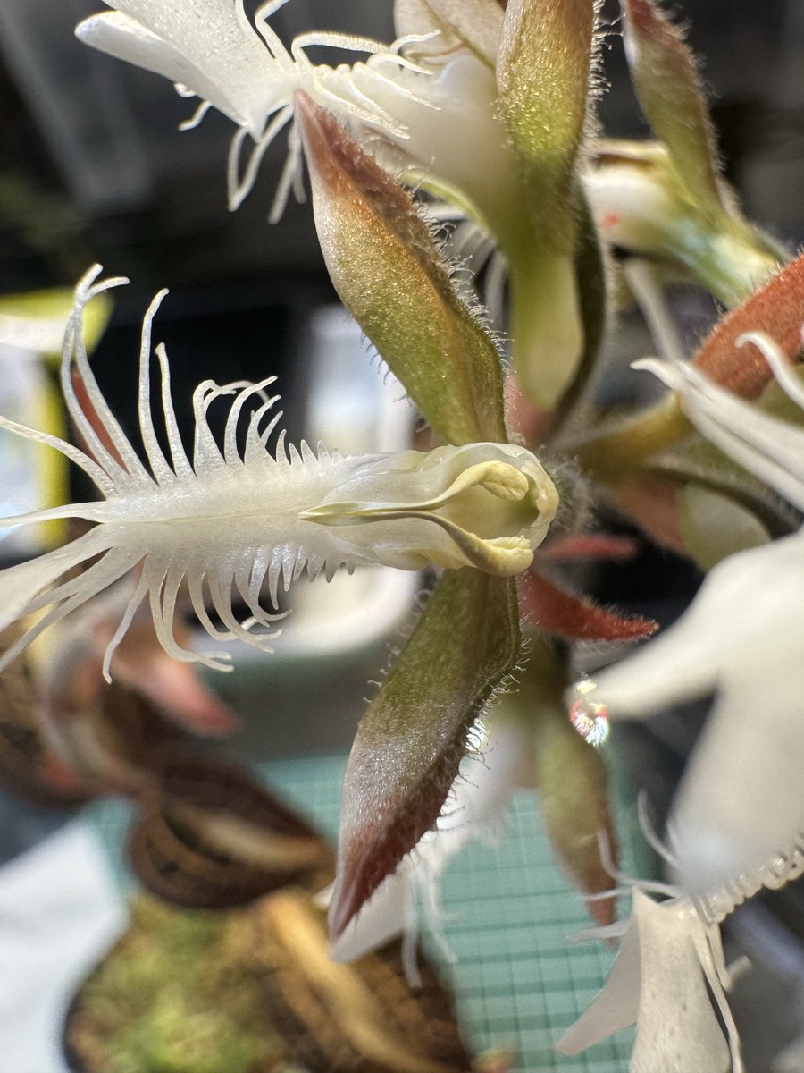 はとむねアクア tweet media