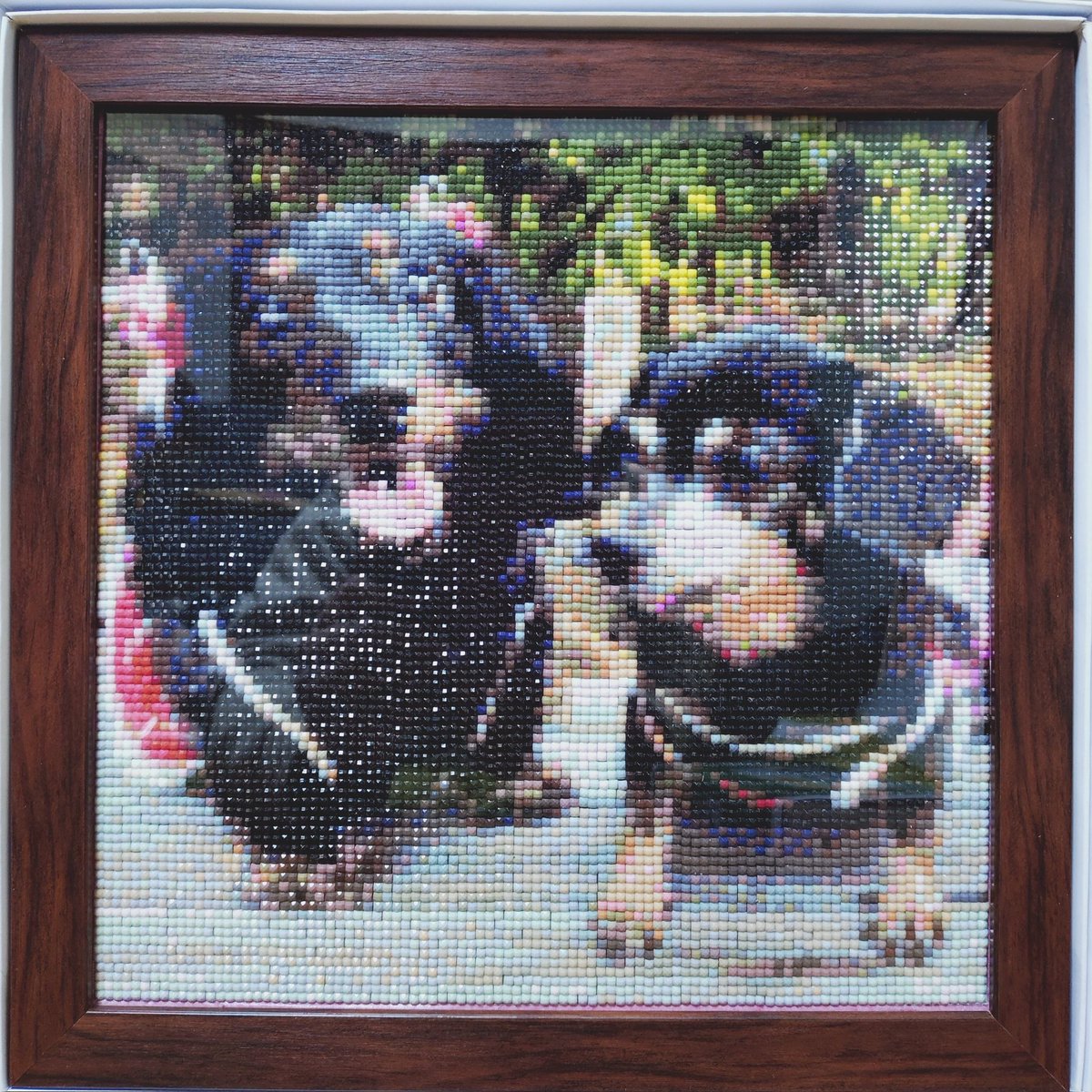 ALEX🌈JACK🌈TEDDY🌈🐶 tweet media