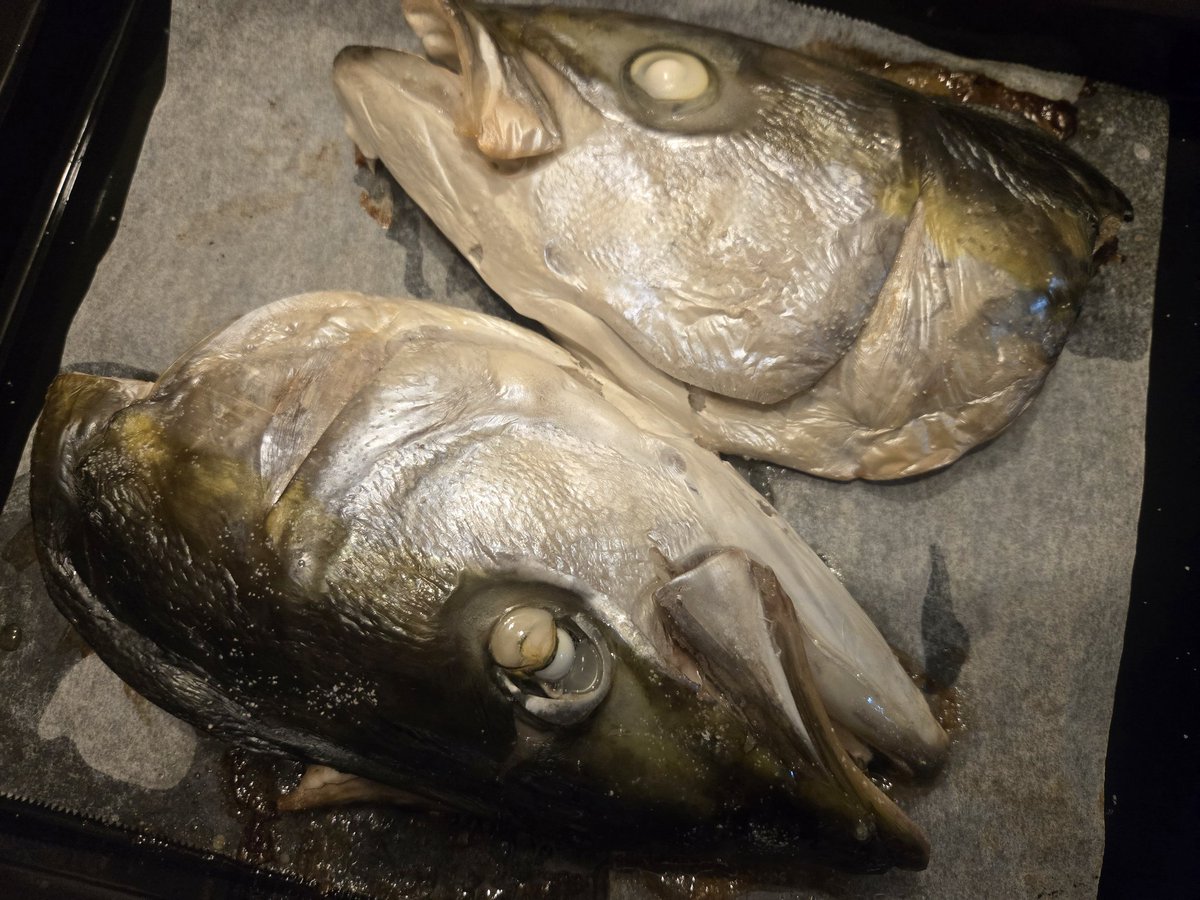 まゆトゥーヌス🐟 tweet media