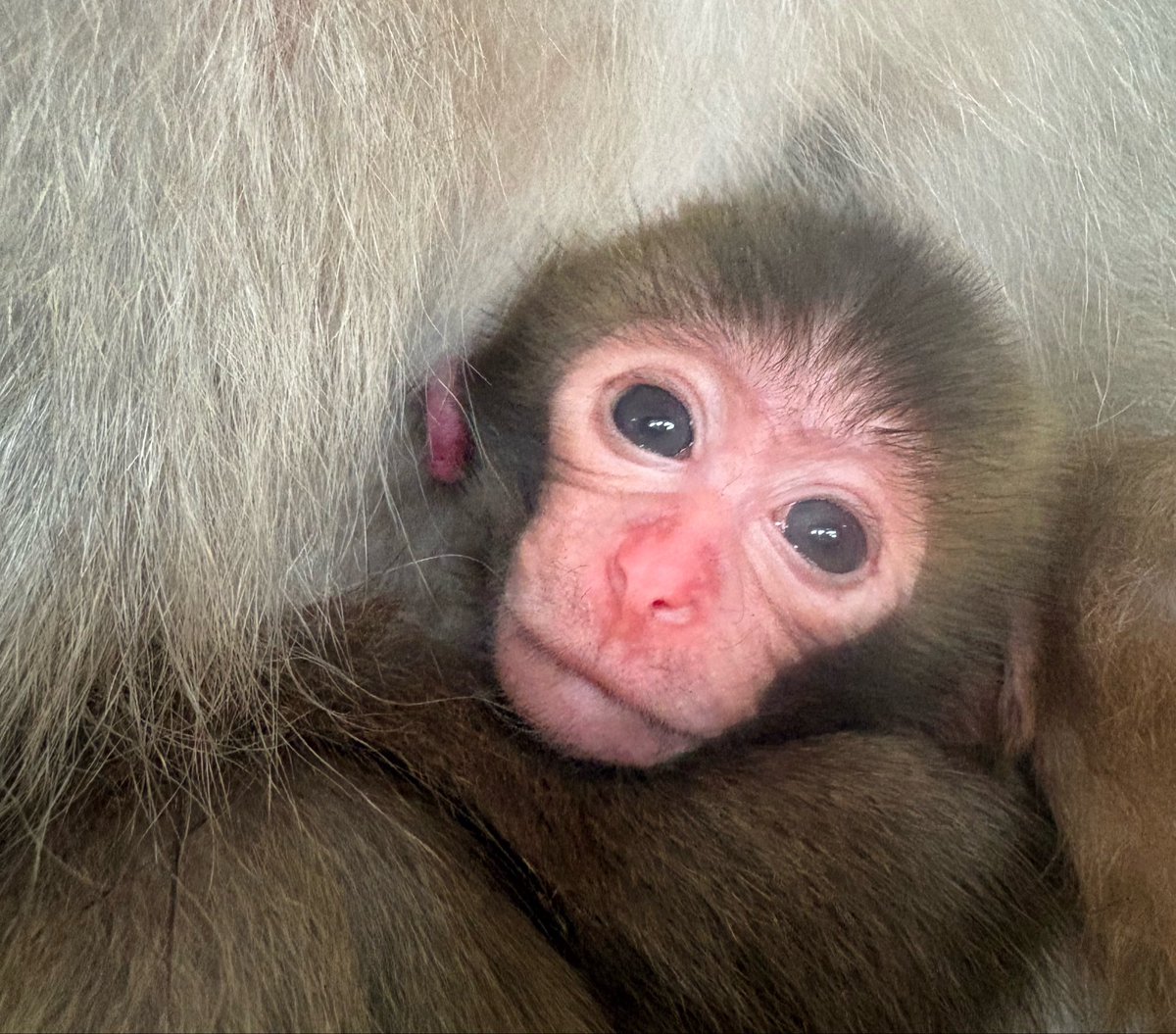 戦豆の猿まわし tweet media