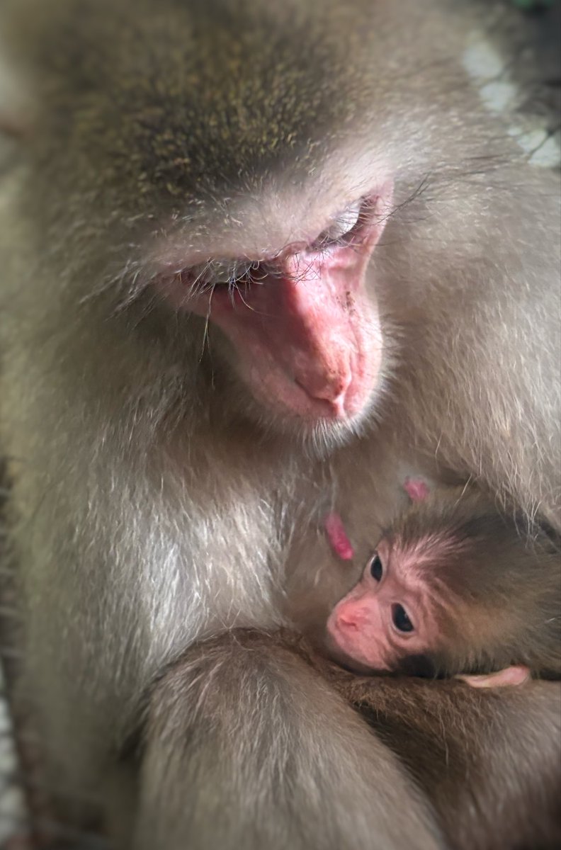 戦豆の猿まわし tweet media