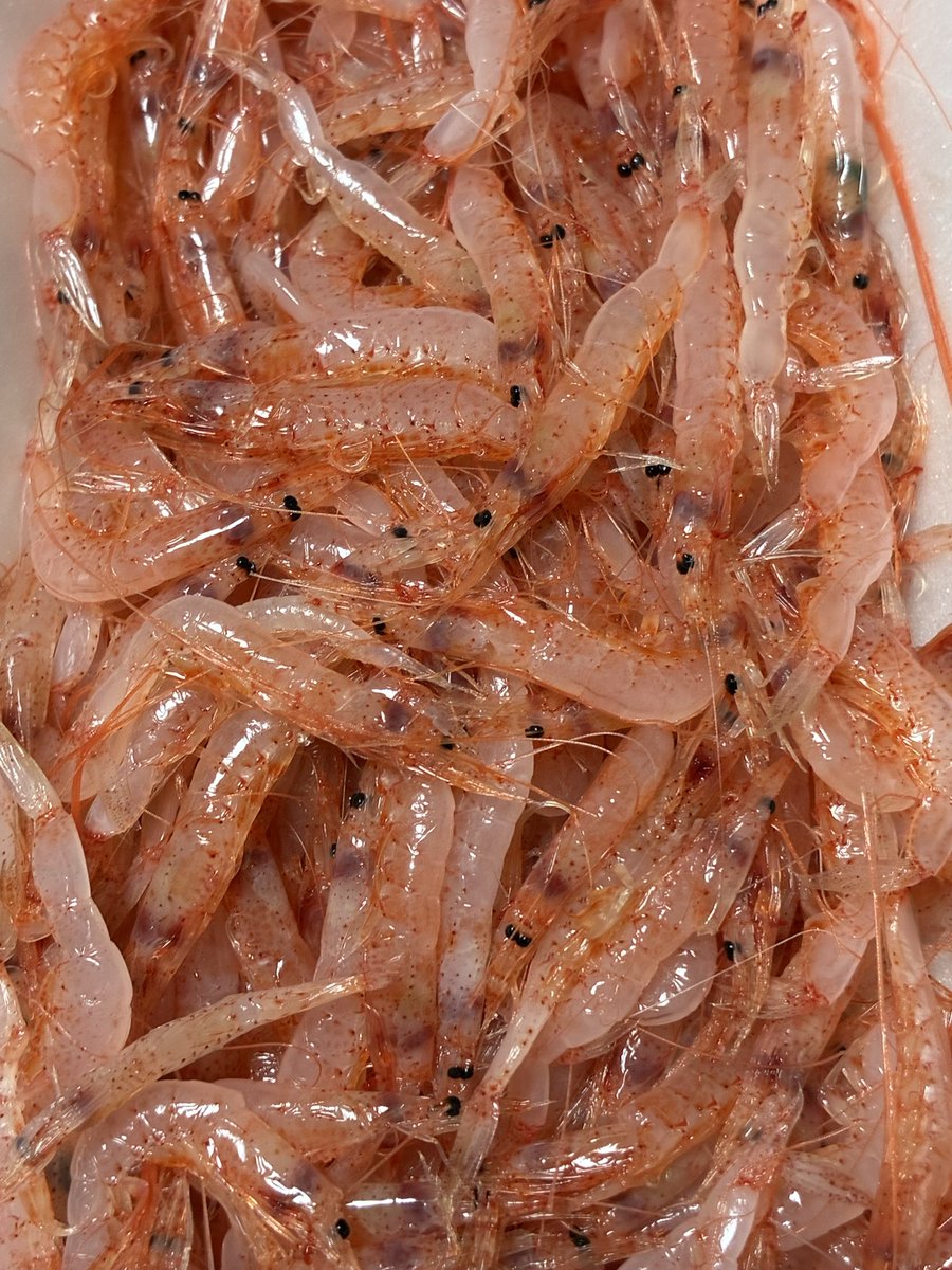 あきしの tweet media