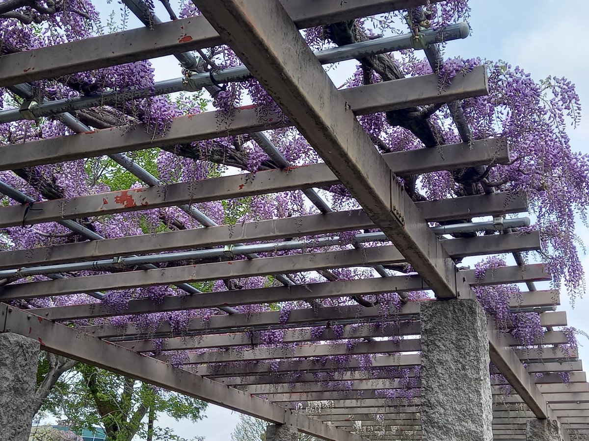 83foot2's tweet photo. 休憩スポット
657「ふじの咲く丘」
公園内をウォーキング
群馬県藤岡市
2026/04/14（火）
#休憩スポット　#ふじの咲く丘 
#ウォーキング　#公園 
#群馬県　#藤岡市 https://t.co/6ZLHnoJ5hT