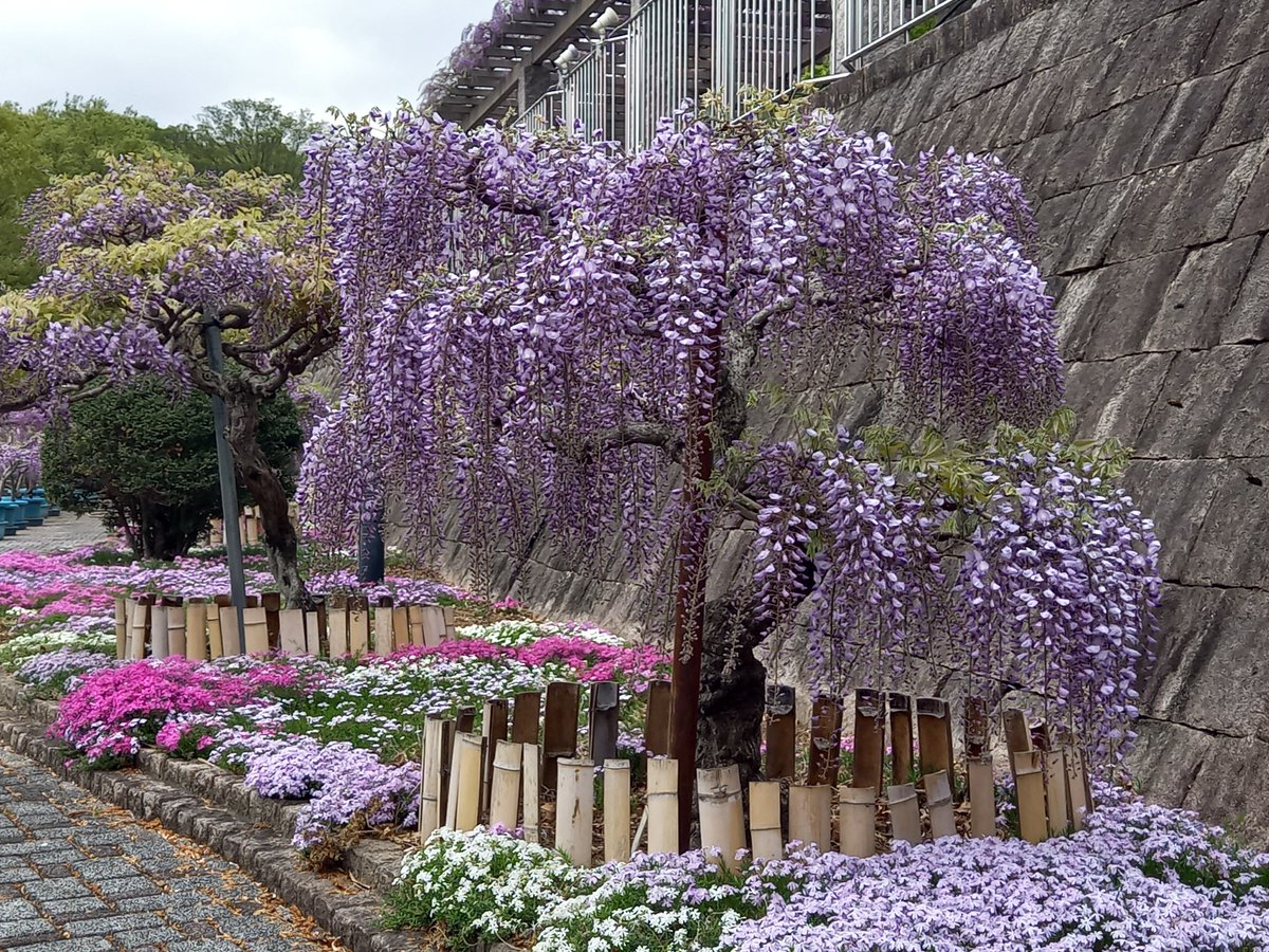 83foot2's tweet photo. 休憩スポット
657「ふじの咲く丘」
公園内をウォーキング
群馬県藤岡市
2026/04/14（火）
#休憩スポット　#ふじの咲く丘 
#ウォーキング　#公園 
#群馬県　#藤岡市 https://t.co/6ZLHnoJ5hT
