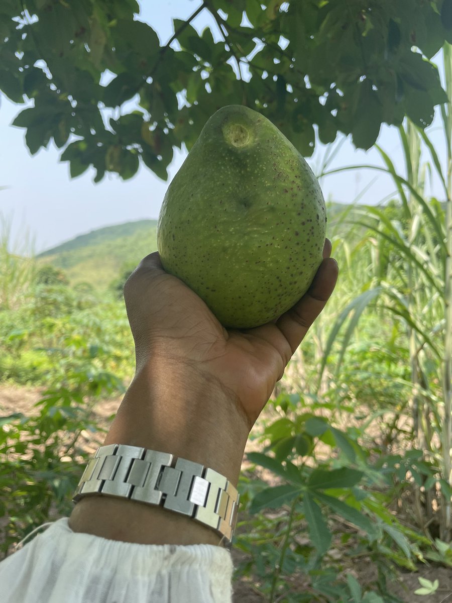 kanko kalonji nicole tweet media