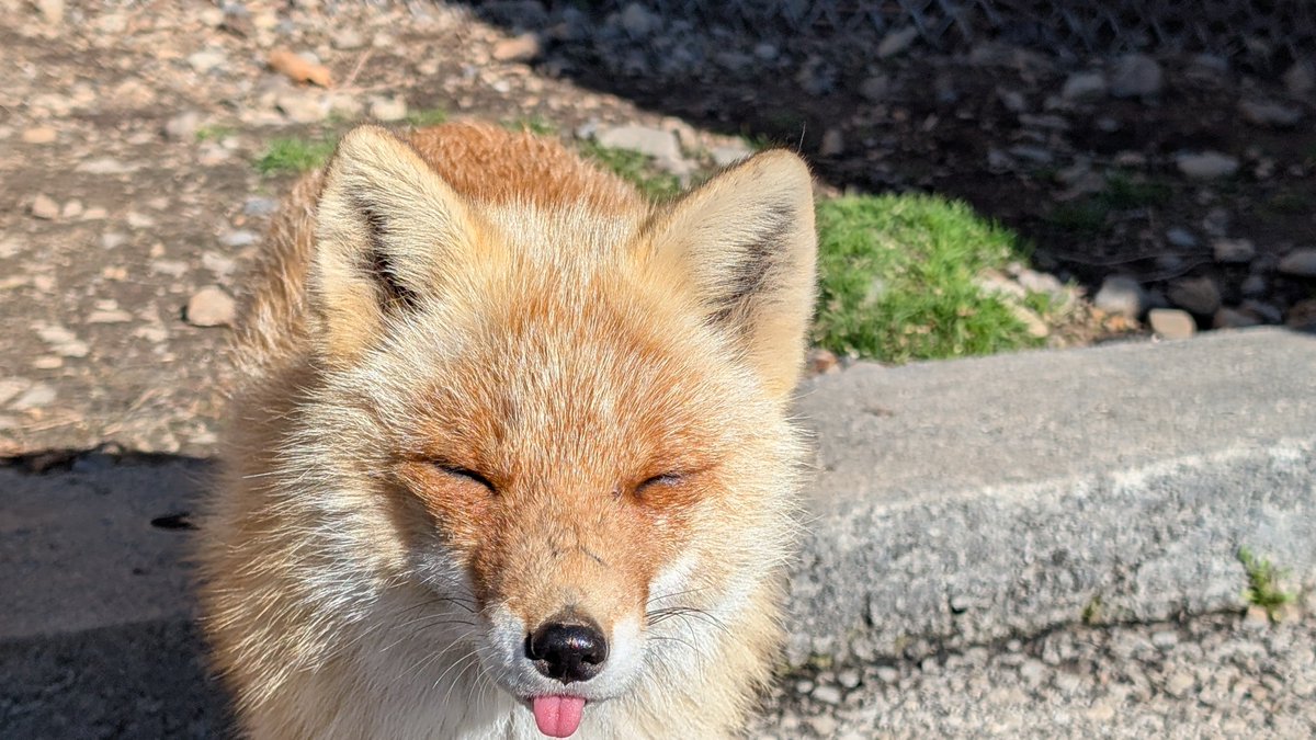 北きつね牧場【公式】 tweet media