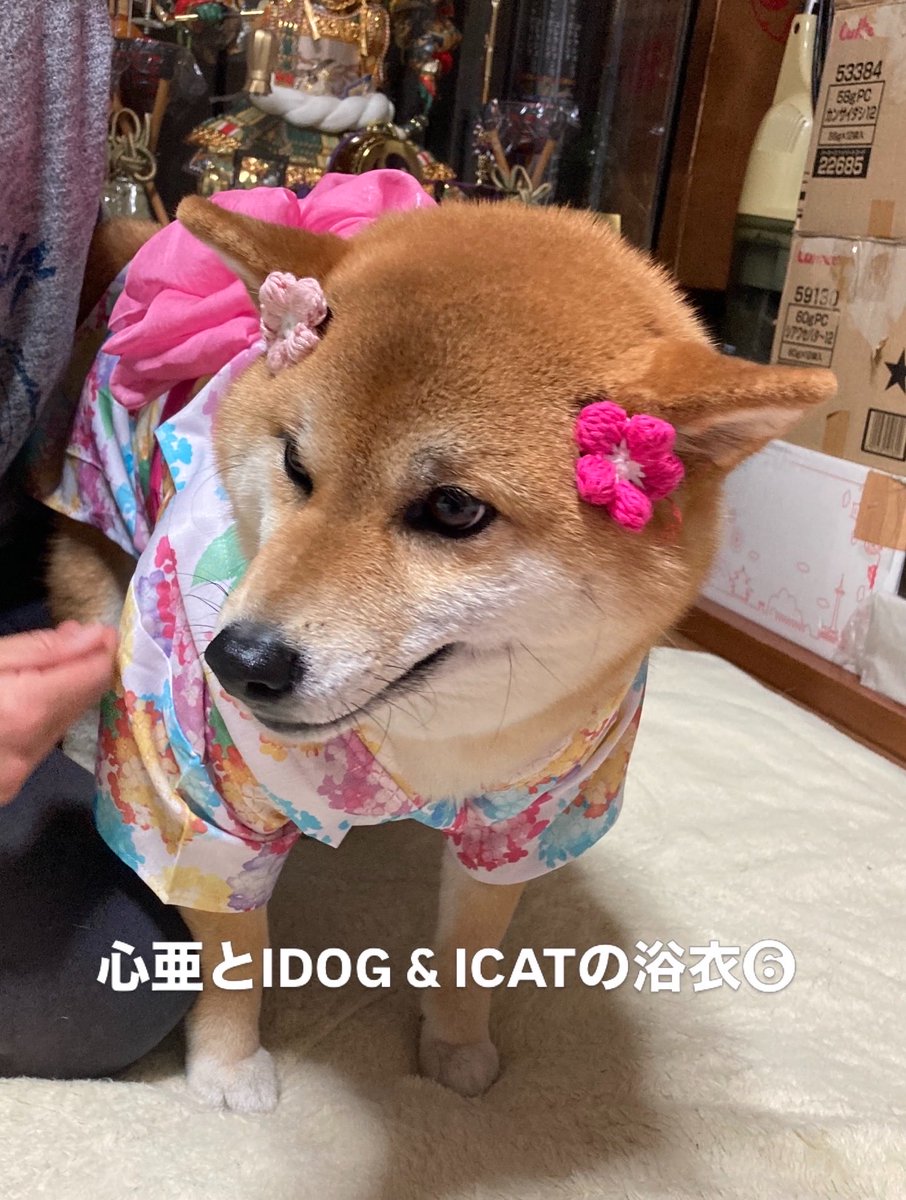 Takasan43228157's tweet image. うちの心亜、初めて浴衣着ました。綺麗過ぎて涙出ます、、、😭　歳取りました。

instagram.com/idogicat?igsh=… 社の浴衣。

#dogsofinstagram #心亜 #柴犬 #しばいぬ #柴犬が好きすぎるで使っていいよ #柴犬との暮らし #柴犬のいる生活