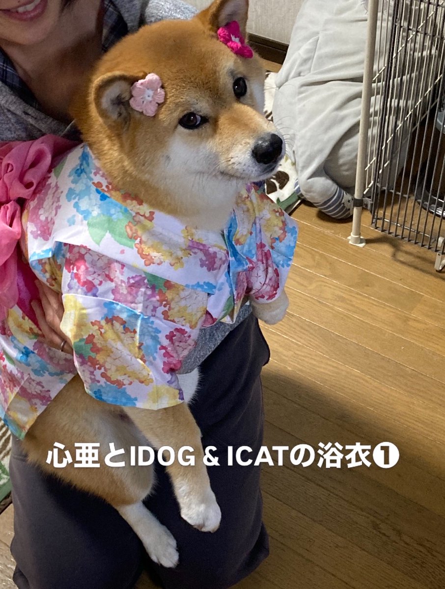 Takasan43228157's tweet image. うちの心亜、初めて浴衣着ました。綺麗過ぎて涙出ます、、、😭　歳取りました。

instagram.com/idogicat?igsh=… 社の浴衣。

#dogsofinstagram #心亜 #柴犬 #しばいぬ #柴犬が好きすぎるで使っていいよ #柴犬との暮らし #柴犬のいる生活