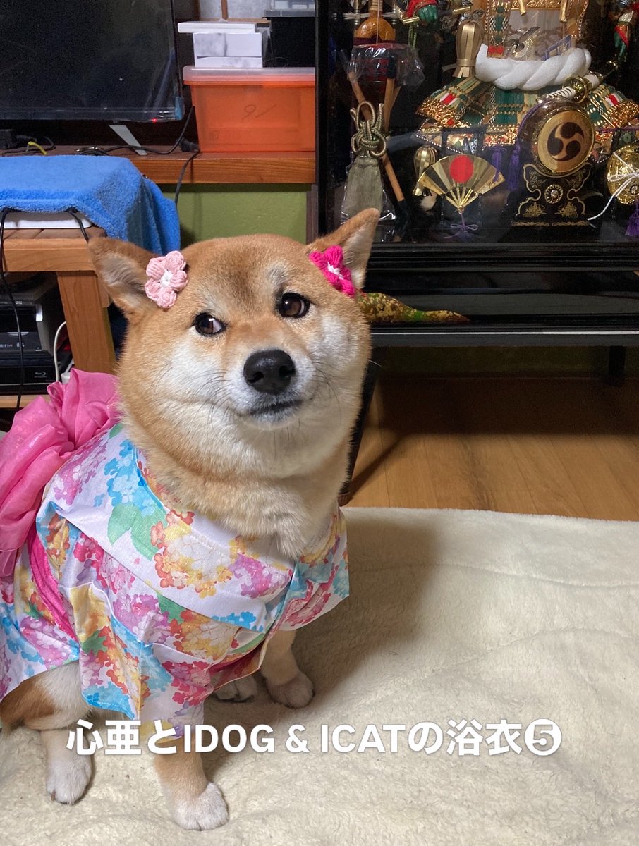 Takasan43228157's tweet image. うちの心亜、初めて浴衣着ました。綺麗過ぎて涙出ます、、、😭　歳取りました。

instagram.com/idogicat?igsh=… 社の浴衣。

#dogsofinstagram #心亜 #柴犬 #しばいぬ #柴犬が好きすぎるで使っていいよ #柴犬との暮らし #柴犬のいる生活