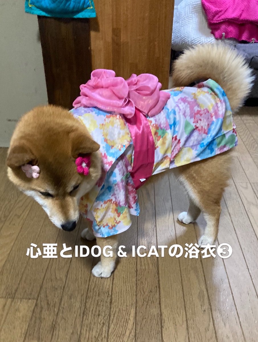 Takasan43228157's tweet image. うちの心亜、初めて浴衣着ました。綺麗過ぎて涙出ます、、、😭　歳取りました。

instagram.com/idogicat?igsh=… 社の浴衣。

#dogsofinstagram #心亜 #柴犬 #しばいぬ #柴犬が好きすぎるで使っていいよ #柴犬との暮らし #柴犬のいる生活