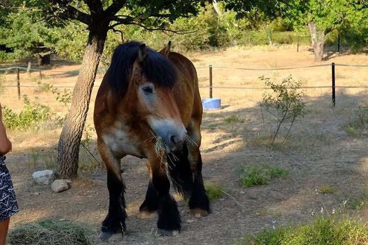 Romie 🐺✨🍄🎠🦔🥀🍂 tweet media