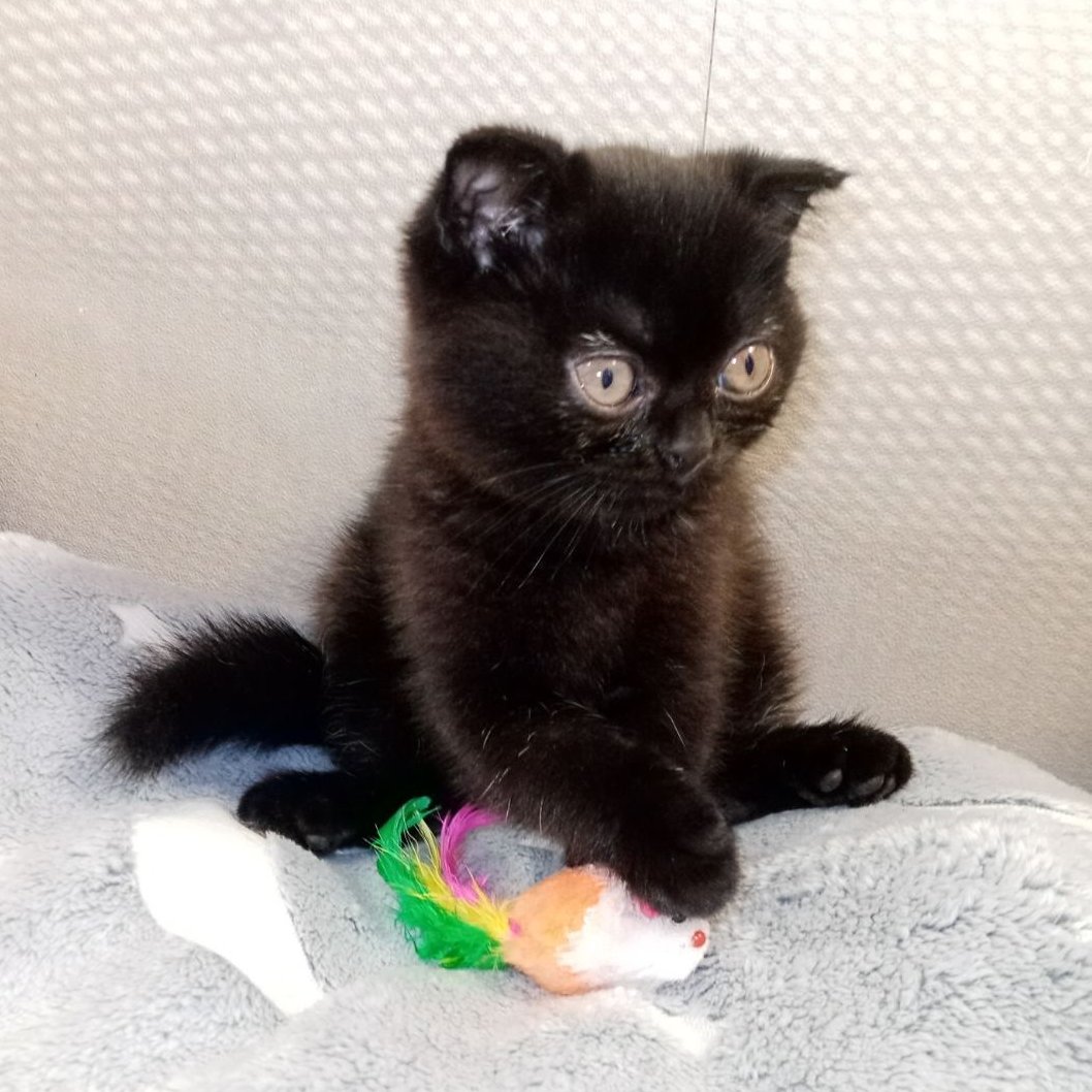 Всё у нас есть! И пёрышко, и верёвочка, и птичка с хвостиком!