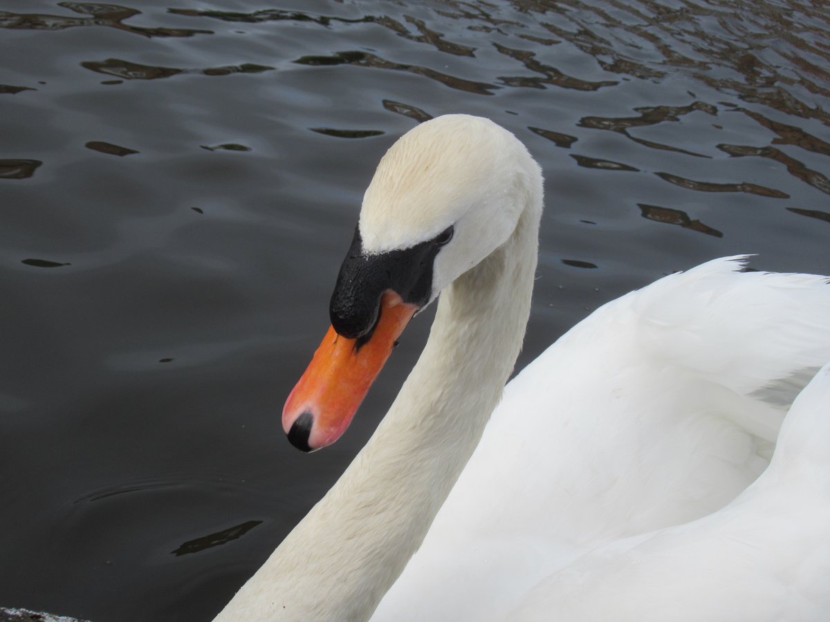 pestelfox's tweet image. @LondonFM1 #wildlife #swans Post breakfast photoshoot with the Poser  aka The Gregory