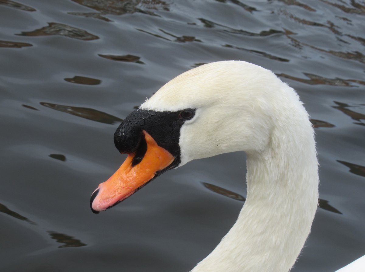 pestelfox's tweet image. @LondonFM1 #wildlife #swans Post breakfast photoshoot with the Poser  aka The Gregory