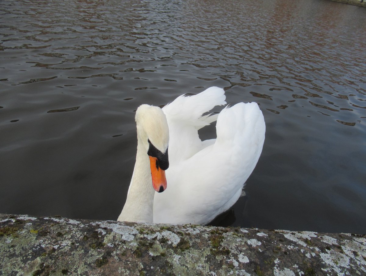 pestelfox's tweet image. @LondonFM1 #wildlife #swans Post breakfast photoshoot with the Poser  aka The Gregory