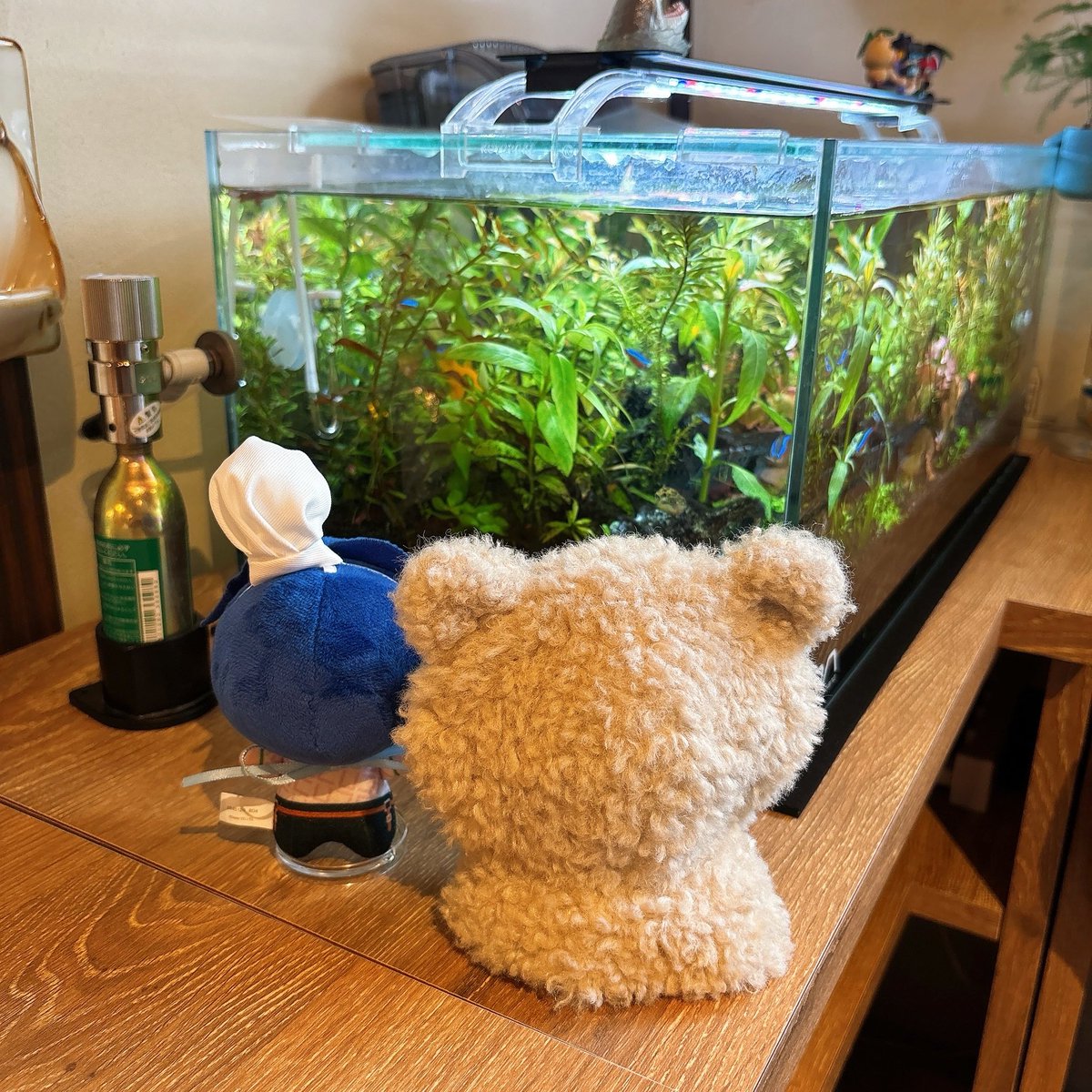 文鳥さんちのりかぬくん tweet media