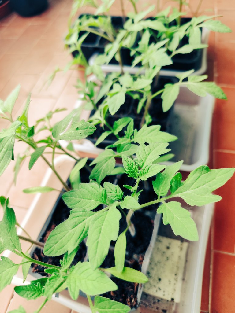 Piantare un pomodoro è un atto di fiducia nei tempi della natura. Coltivare significa prendersi cura, ogni giorno. Nella terra inizia qualcosa che si trasforma, cresce e diventa nutrimento. #primavera #pomodori 🍅💚